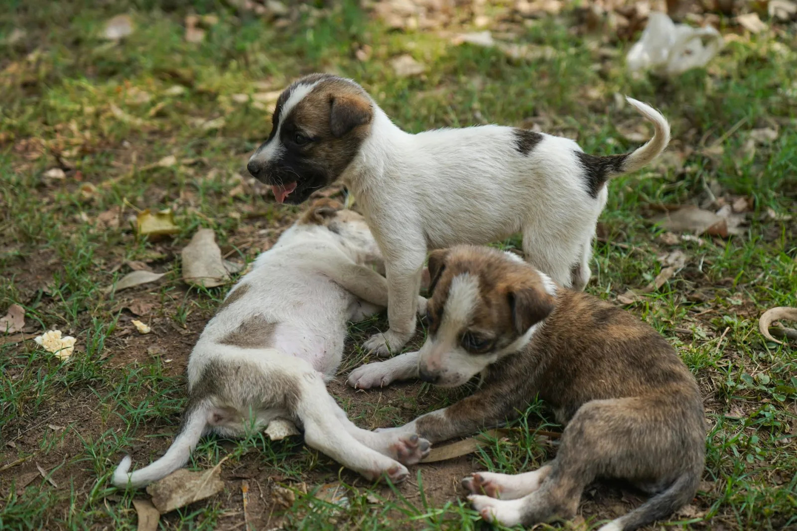 Mudhol Hound