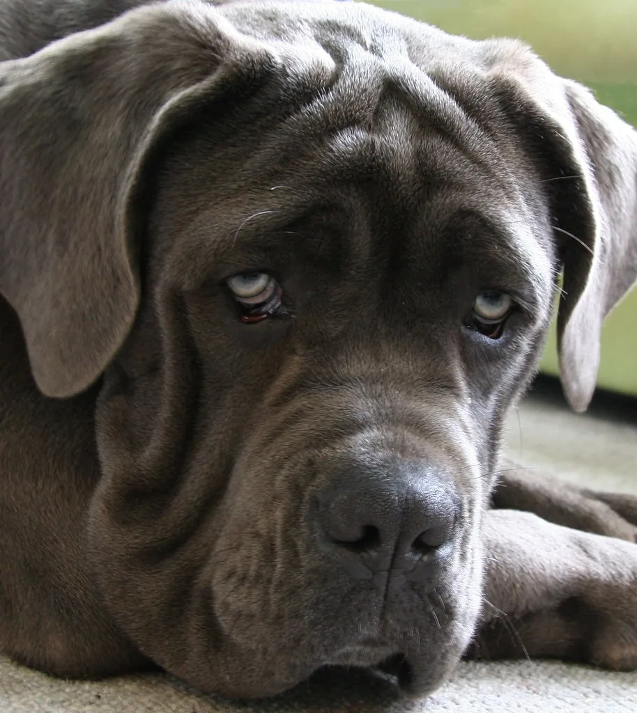 Neapolitan Mastiff 6