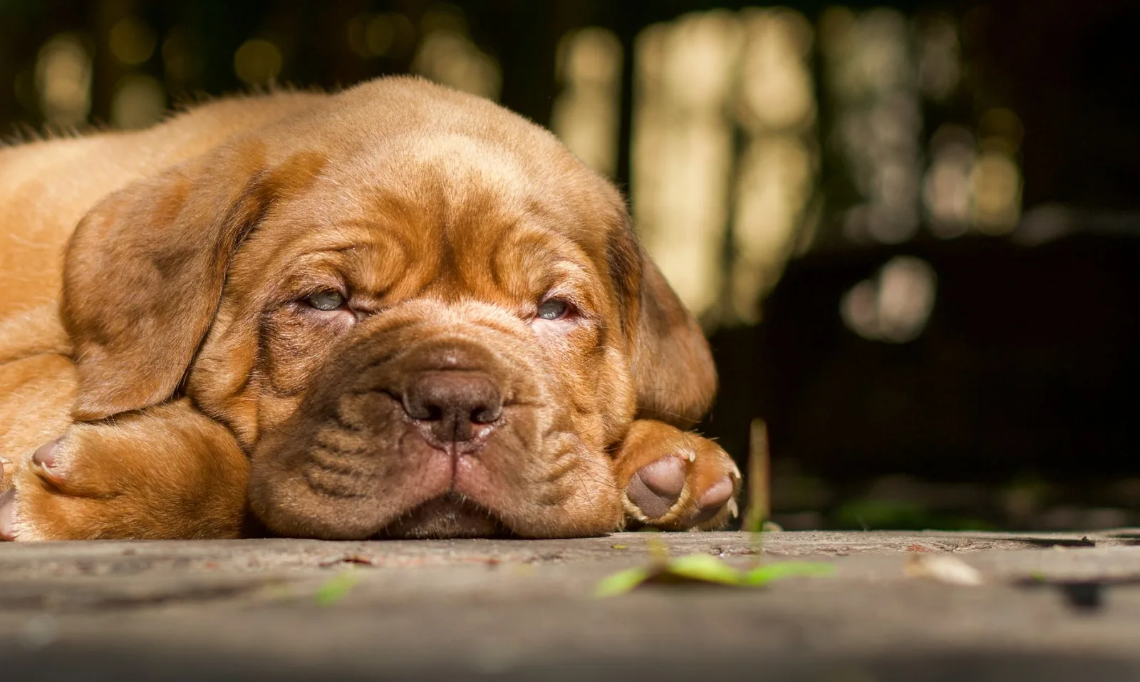 Neapolitan Mastiff