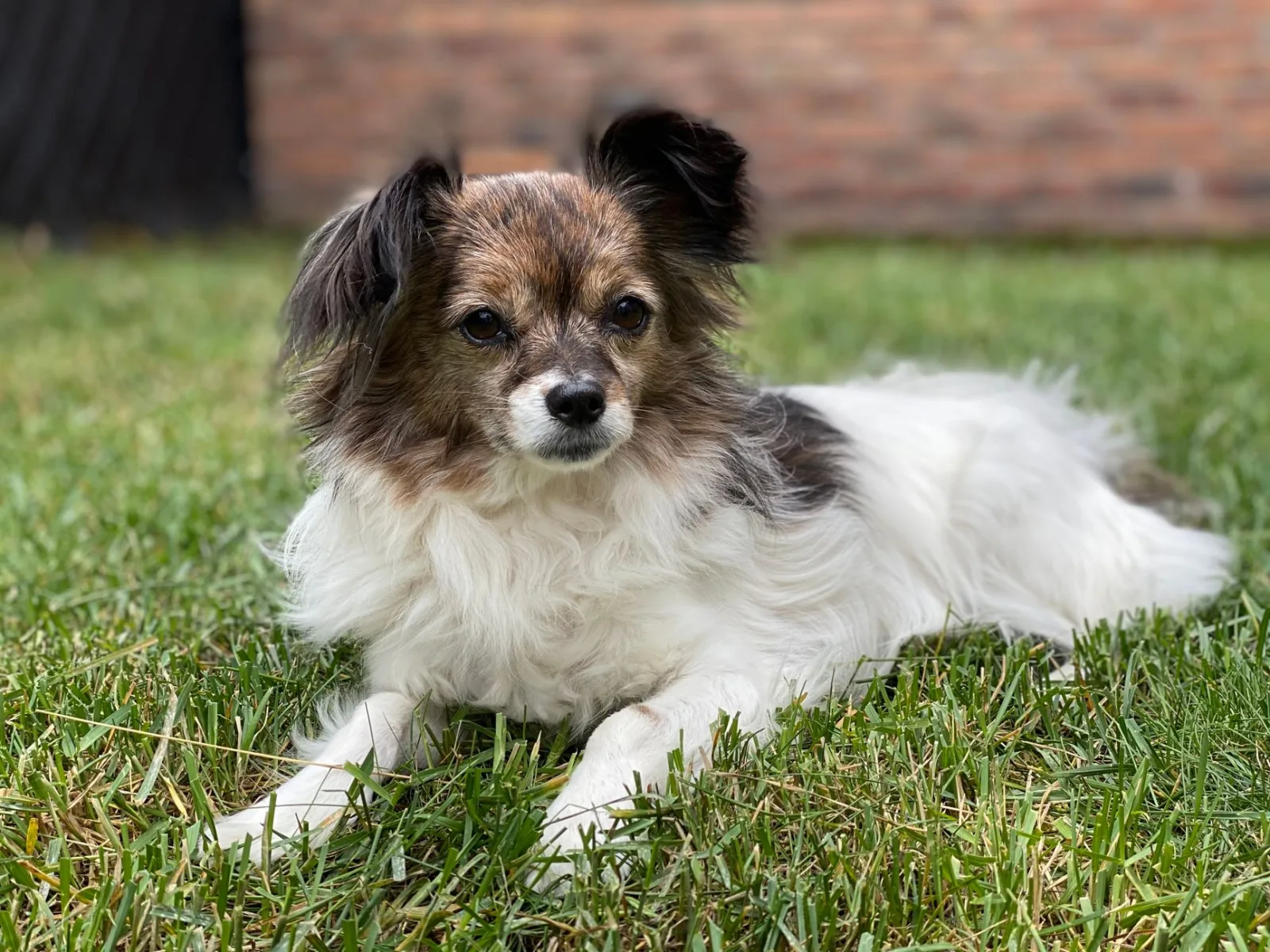 Papillon