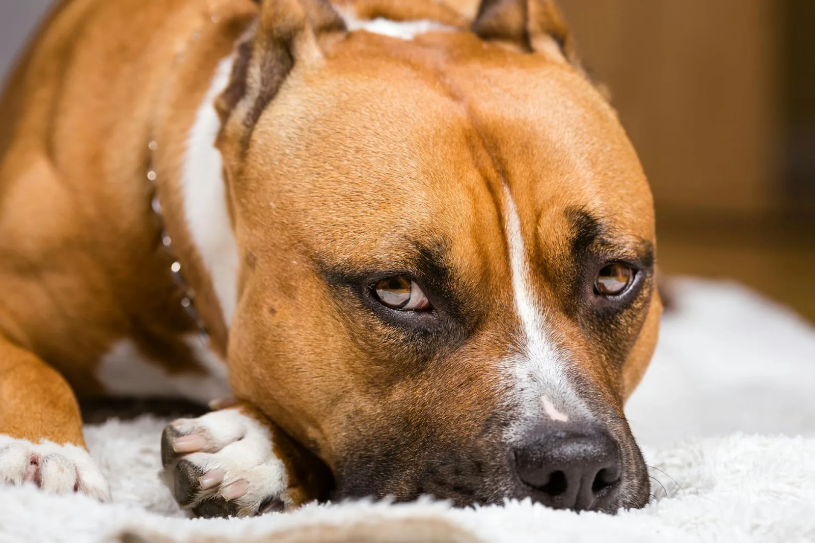 American Staffordshire Terrier 10