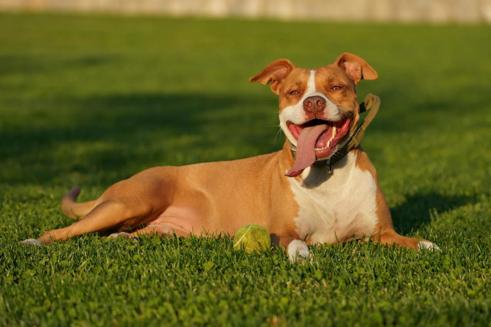 American Staffordshire Terrier 9