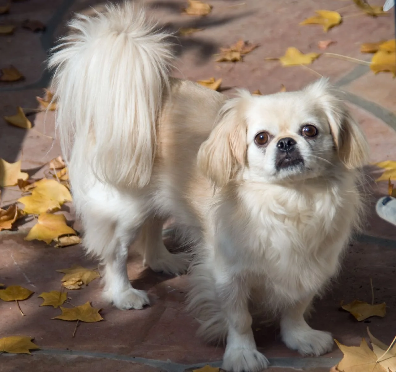 Pekingese 8