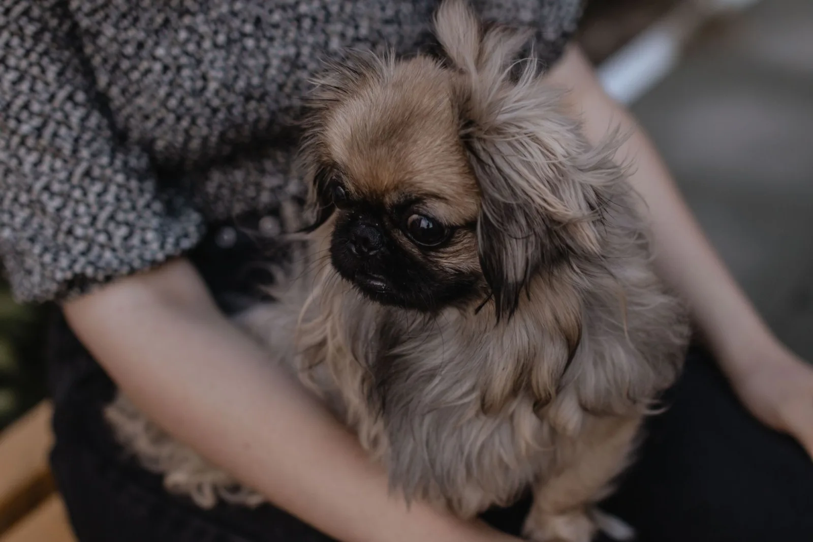 Pekingese