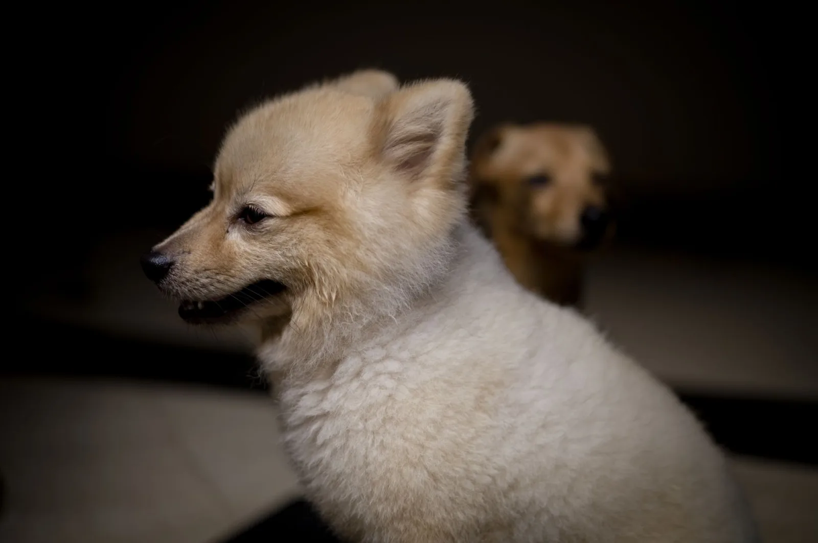 Pomeranian