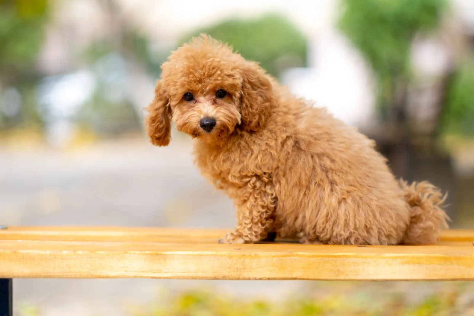 Poodle 3