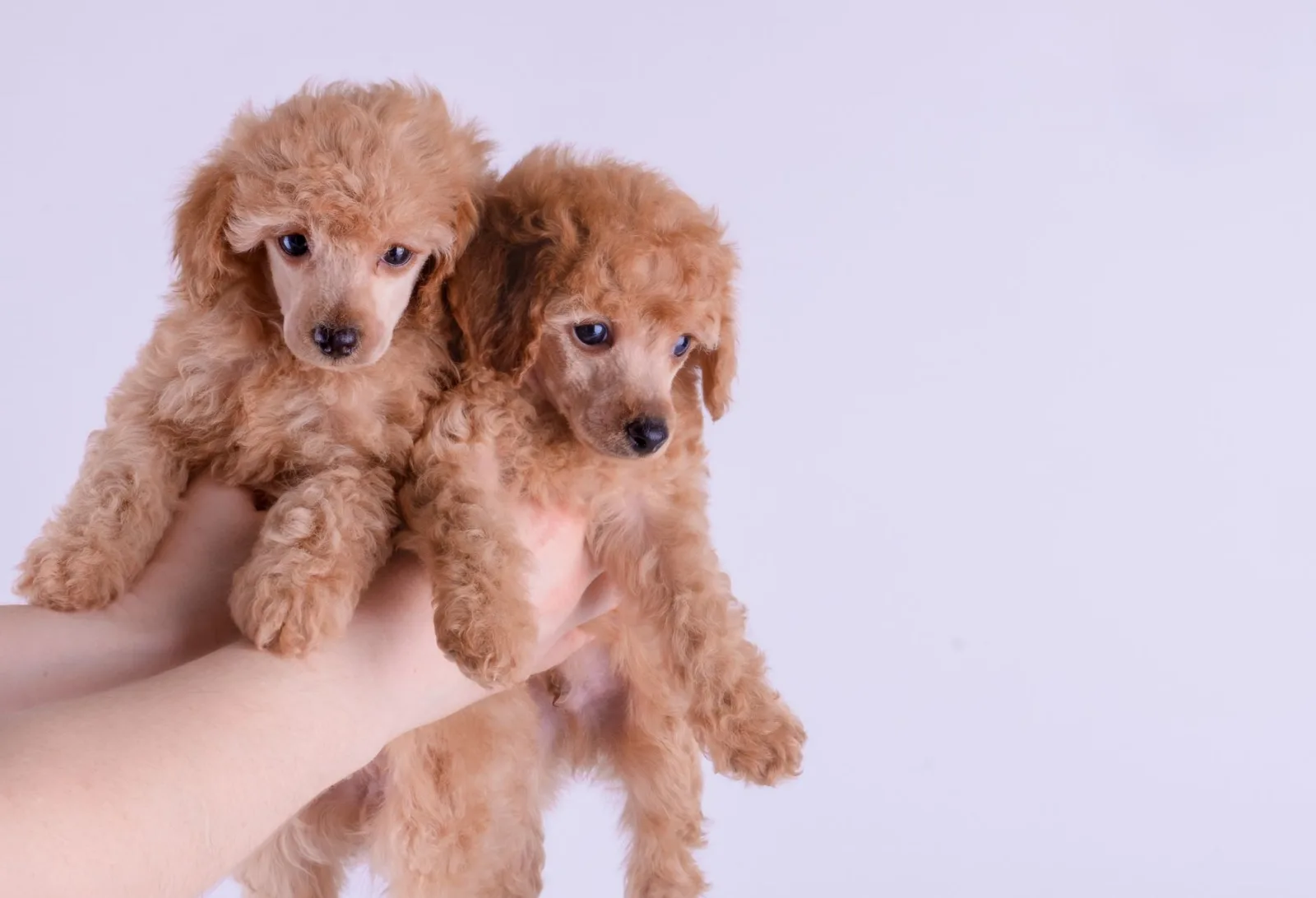 Poodle