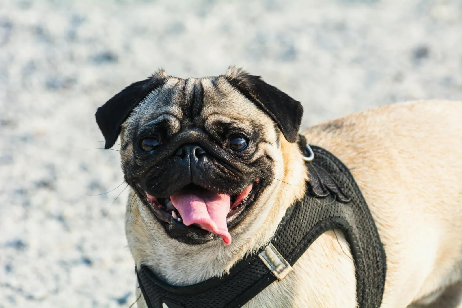 Pug 8