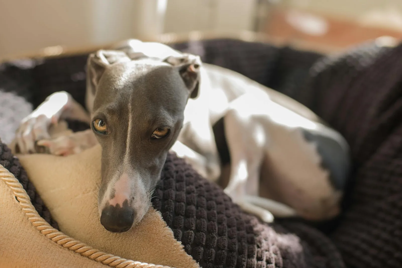 Rampur Greyhound 1
