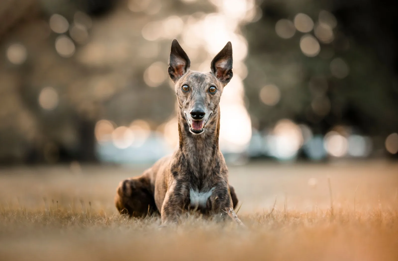 Rampur Greyhound 10