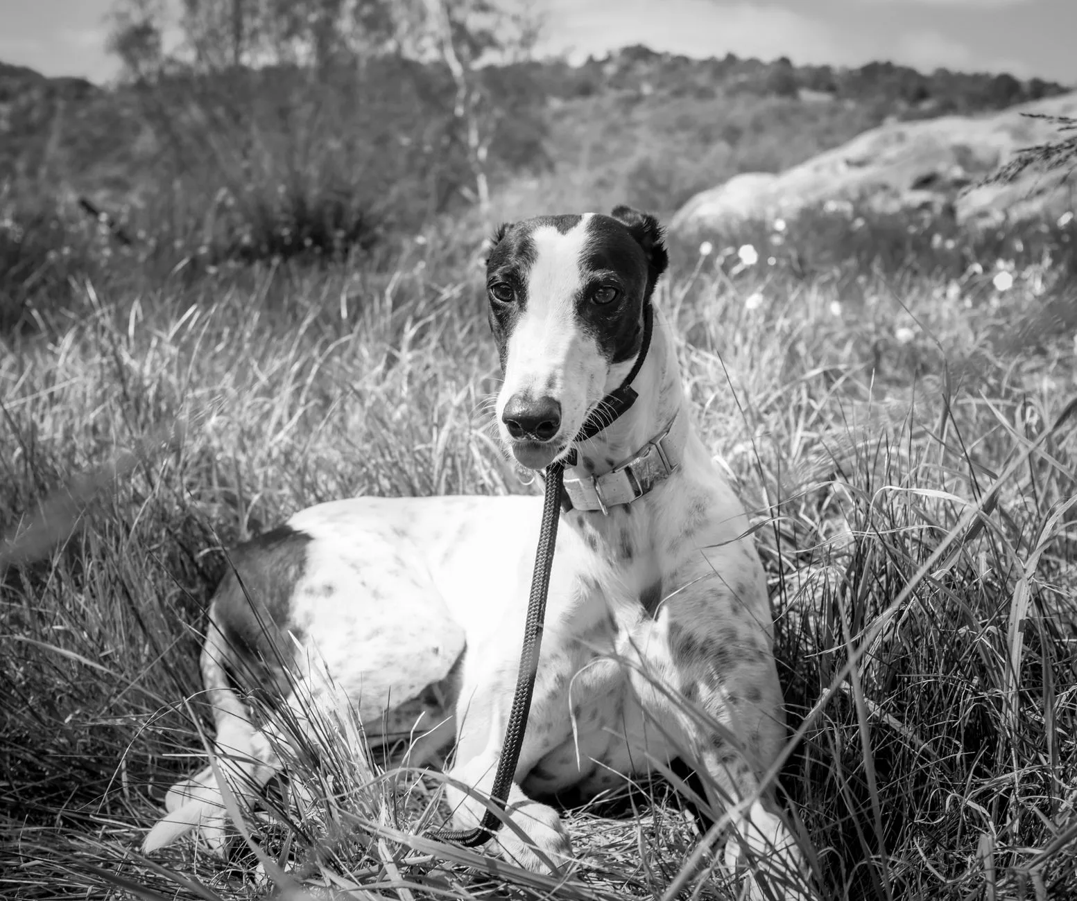 Rampur Greyhound 4