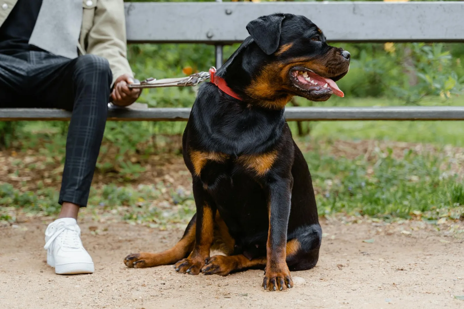 Rottweiler 9