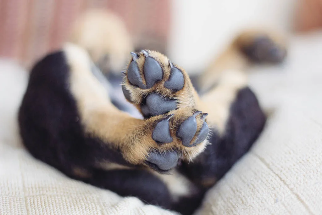 Rottweiler
