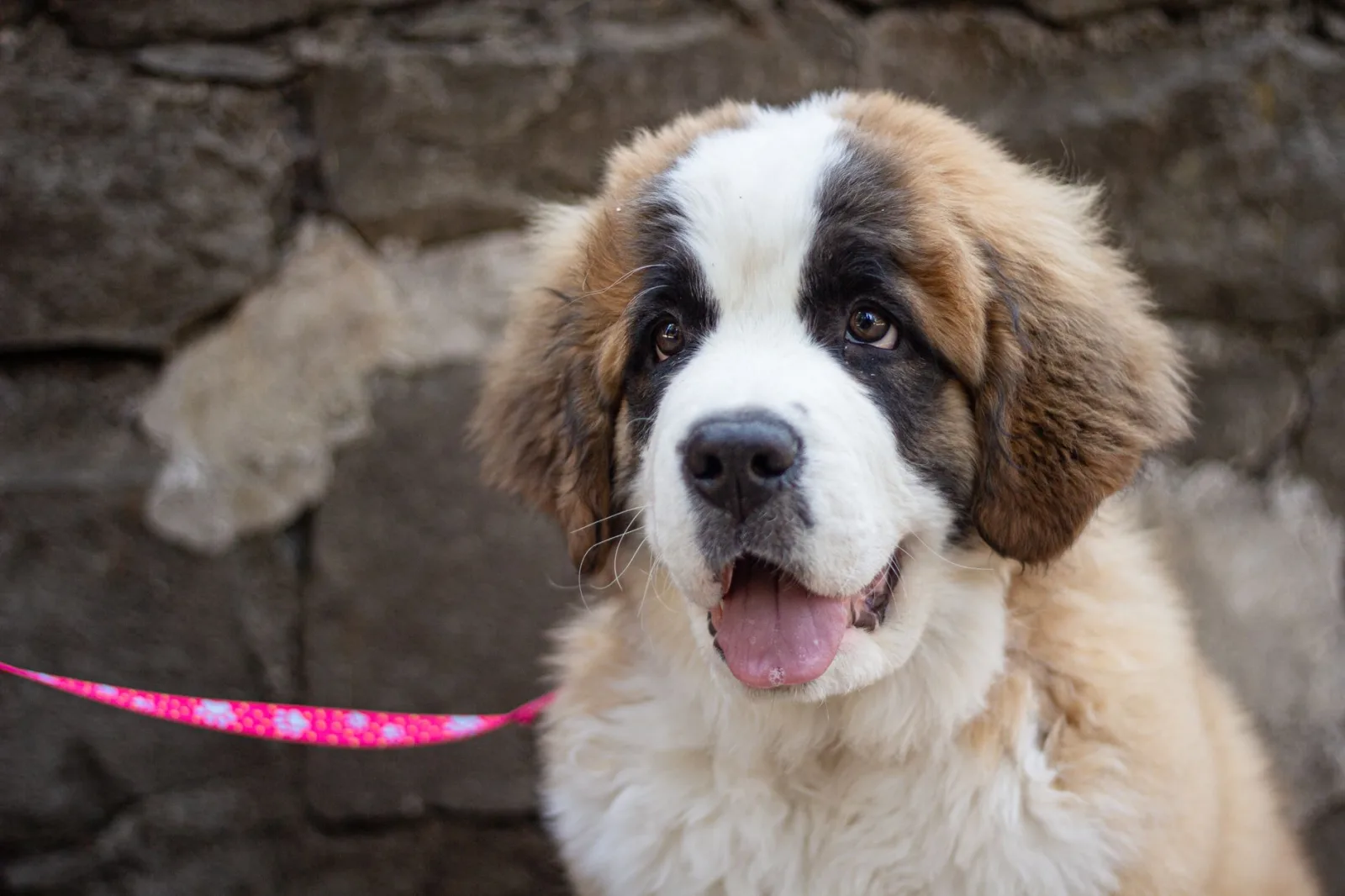 Saint Bernard