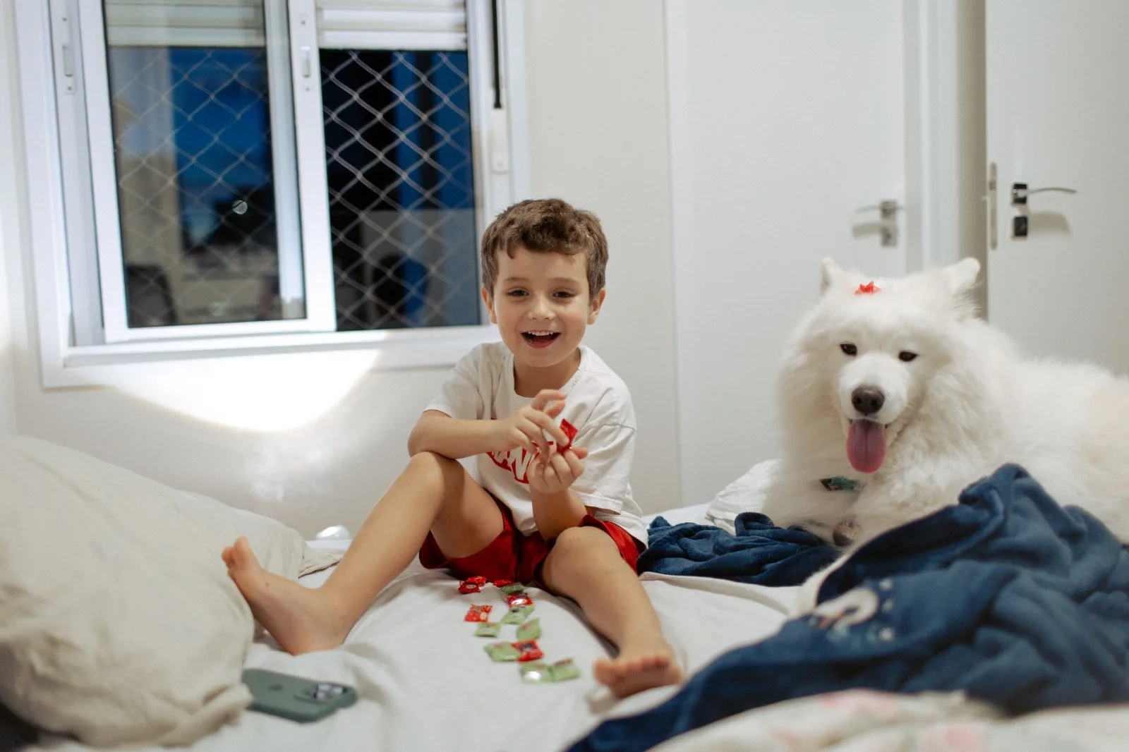 Samoyed 4