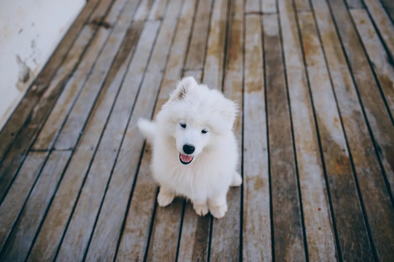 Samoyed