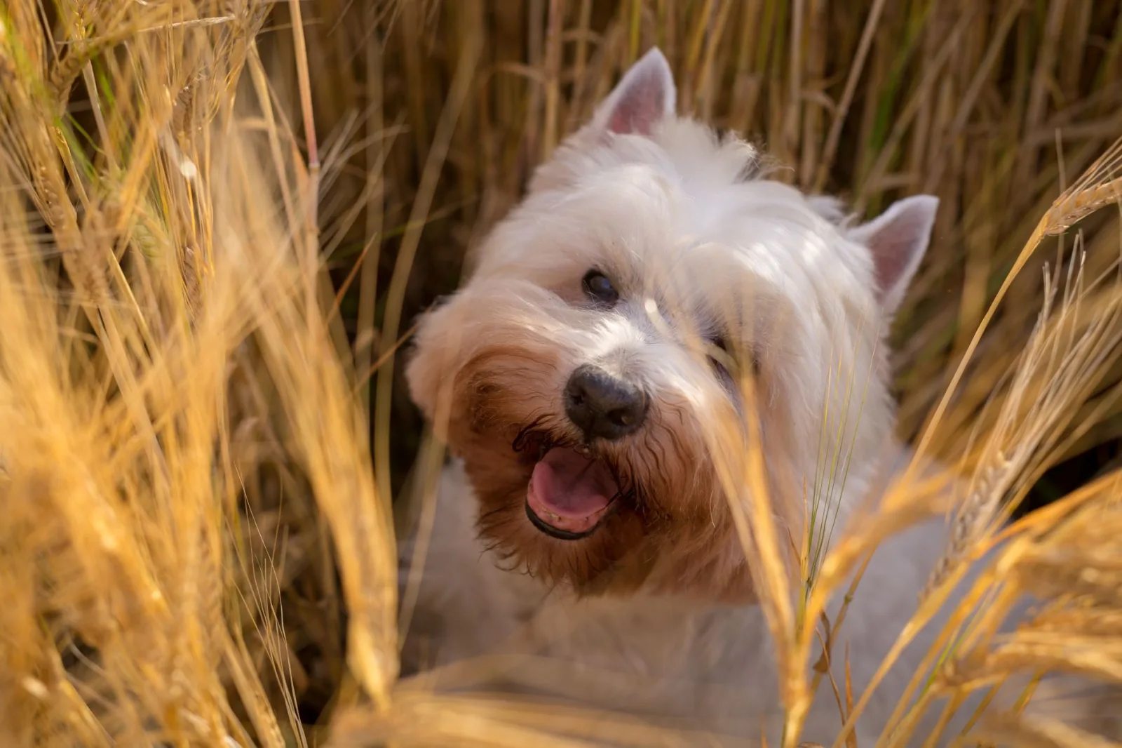 Scottish Terrier 4