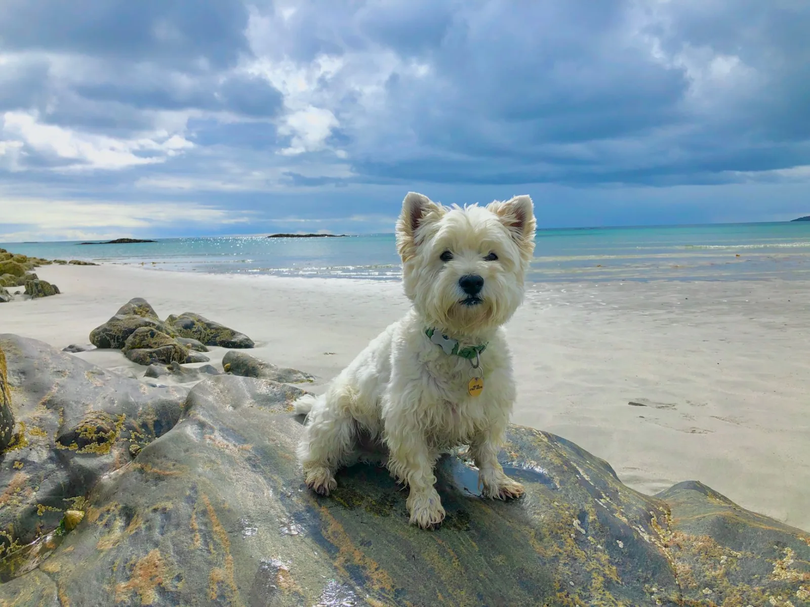 Scottish Terrier 9