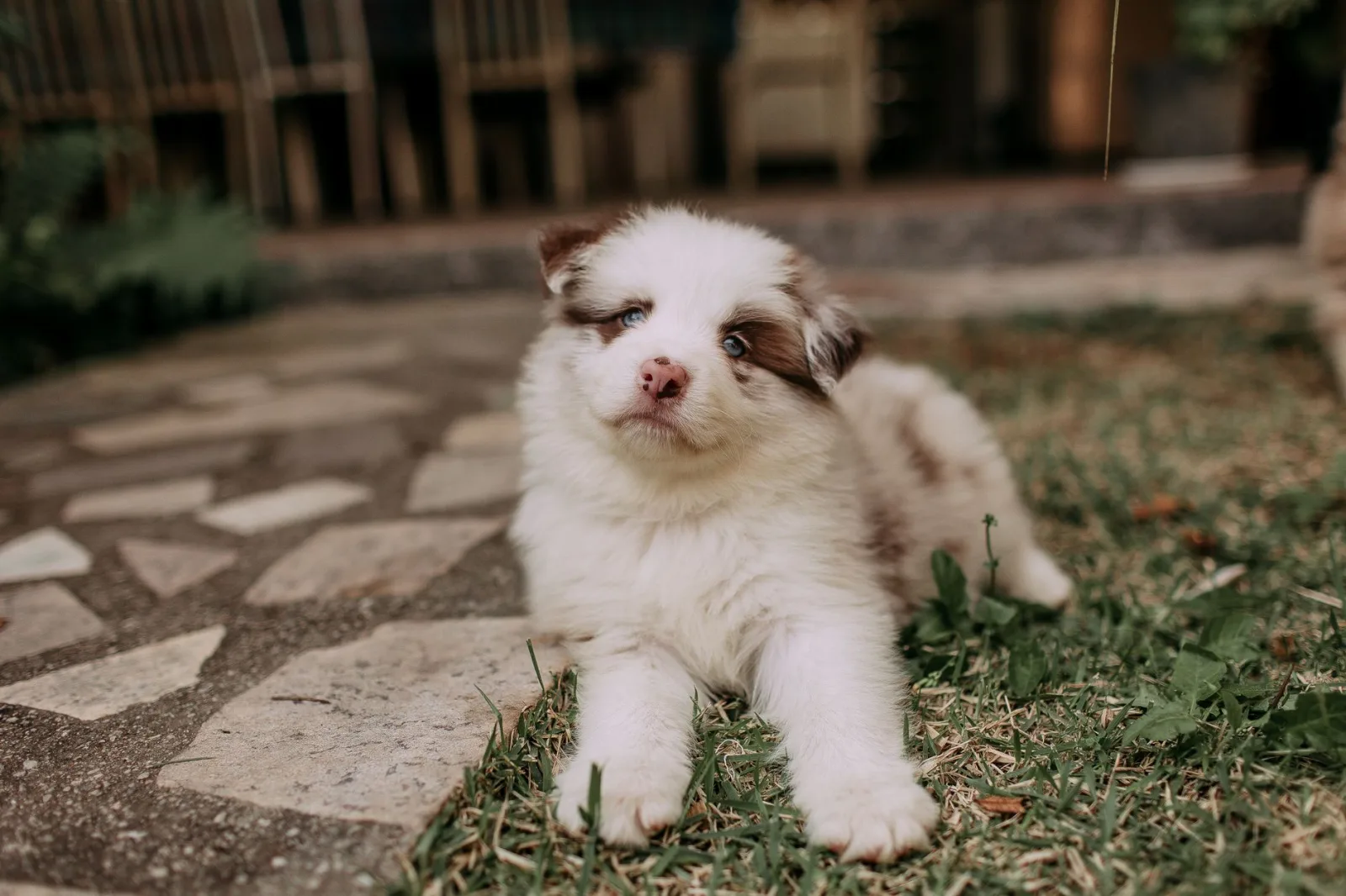 Australian Shepherd 1