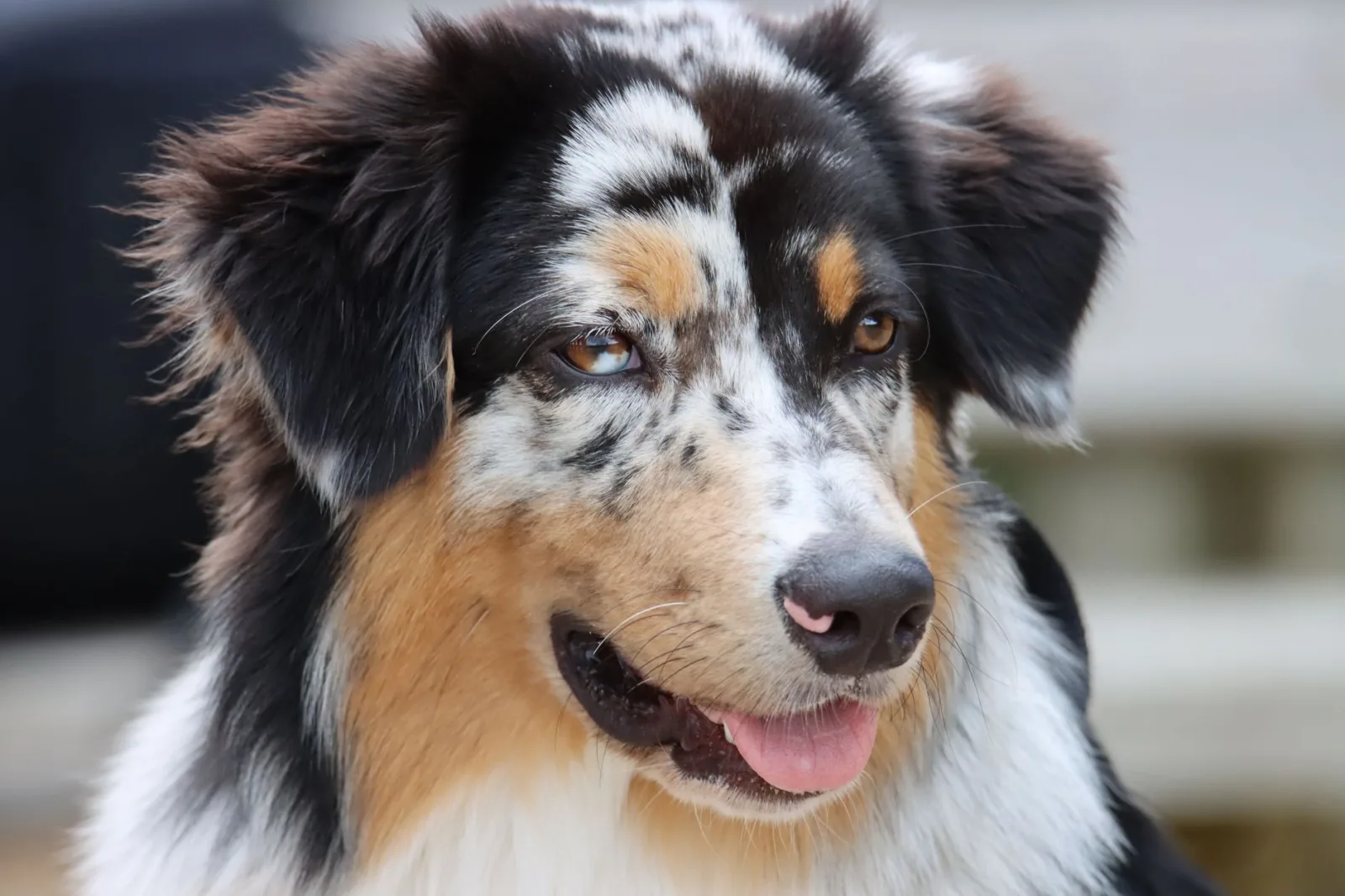 Australian Shepherd 2