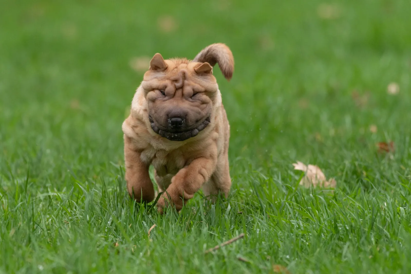 Shar Pei 1