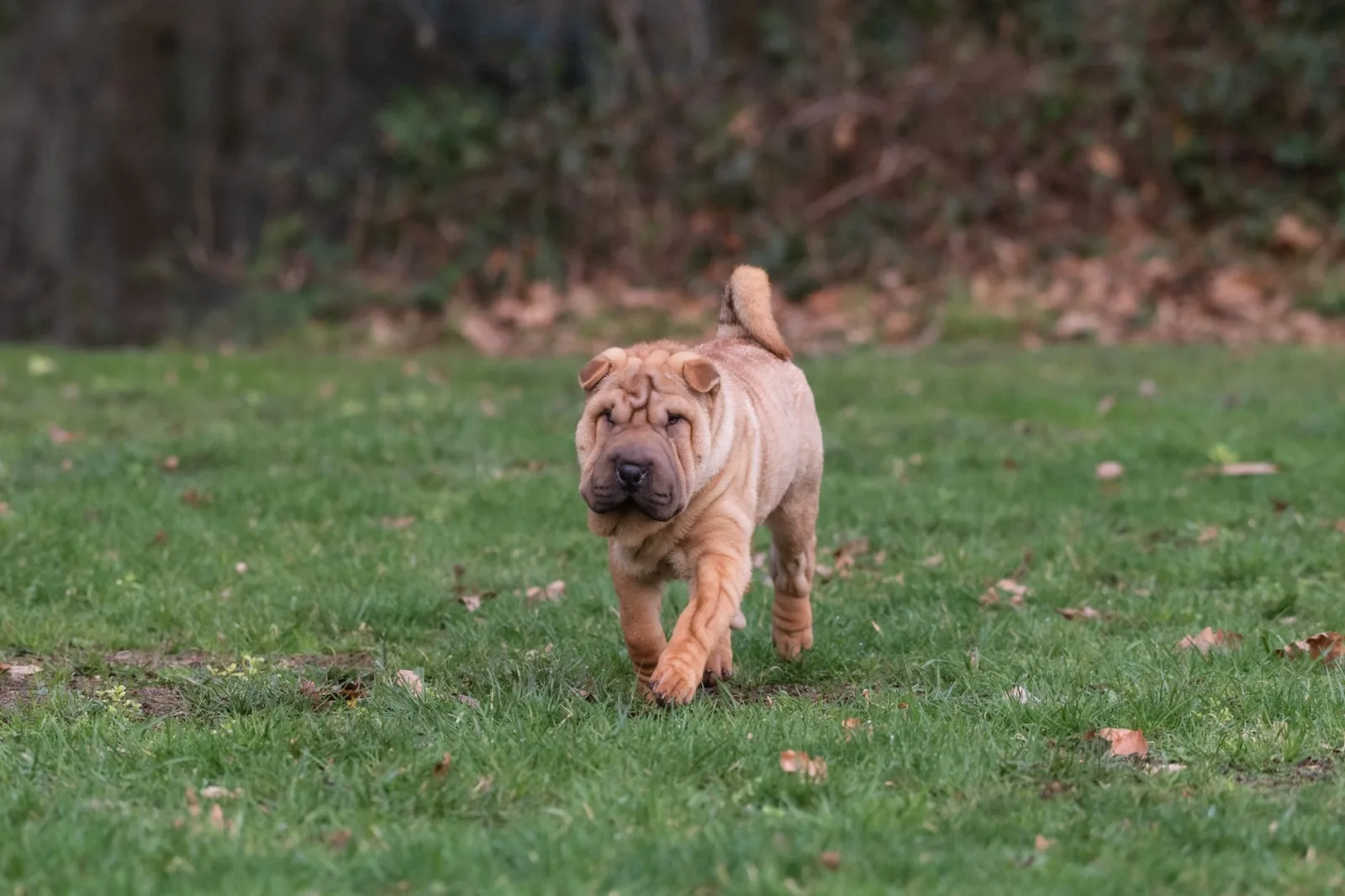 Shar Pei 5