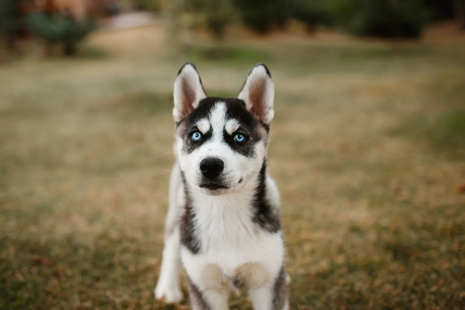 Siberian Husky
