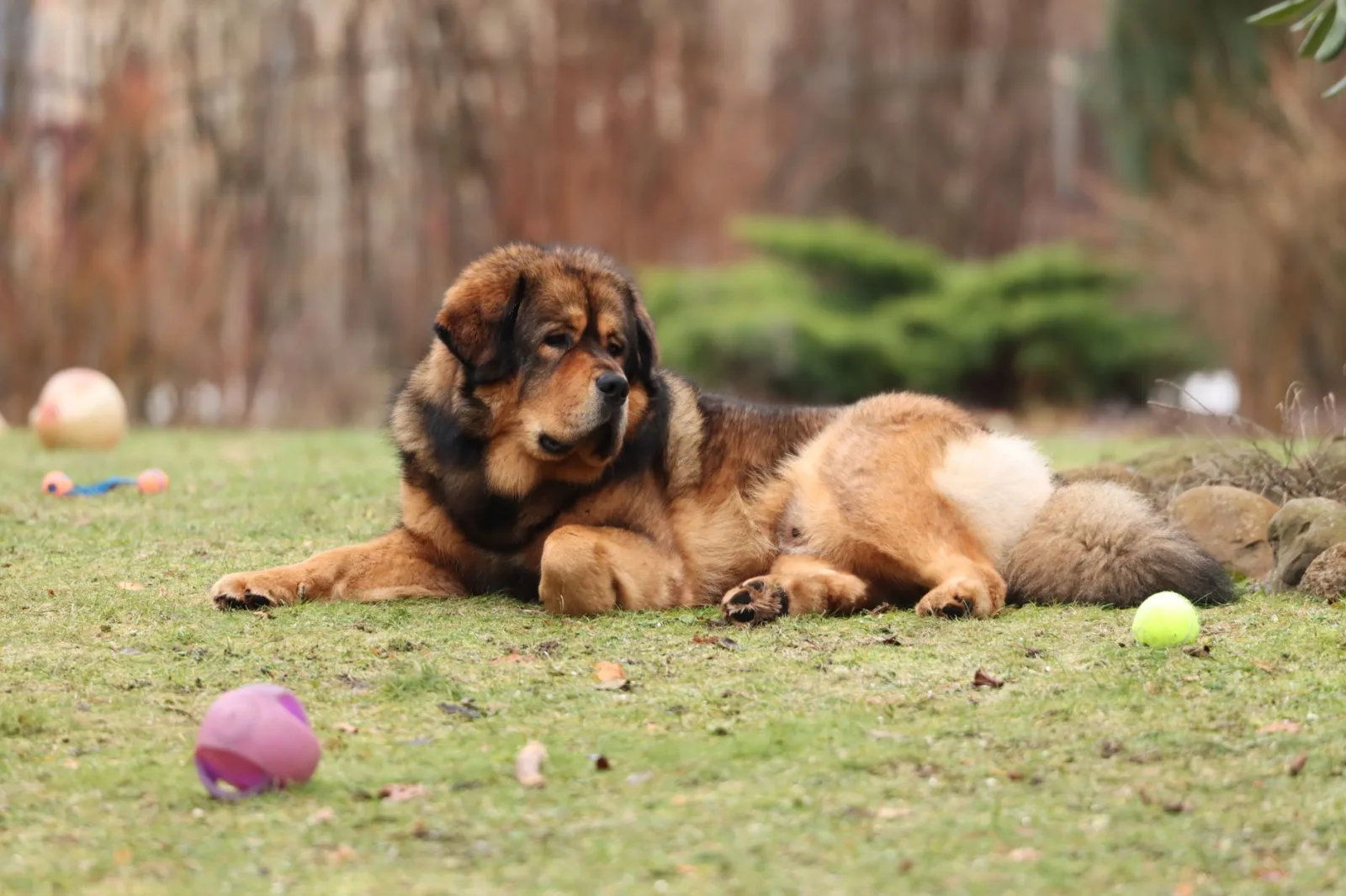 Tibetan Mastiff