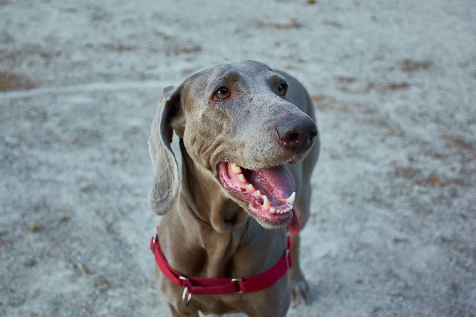 Weimaraner 6