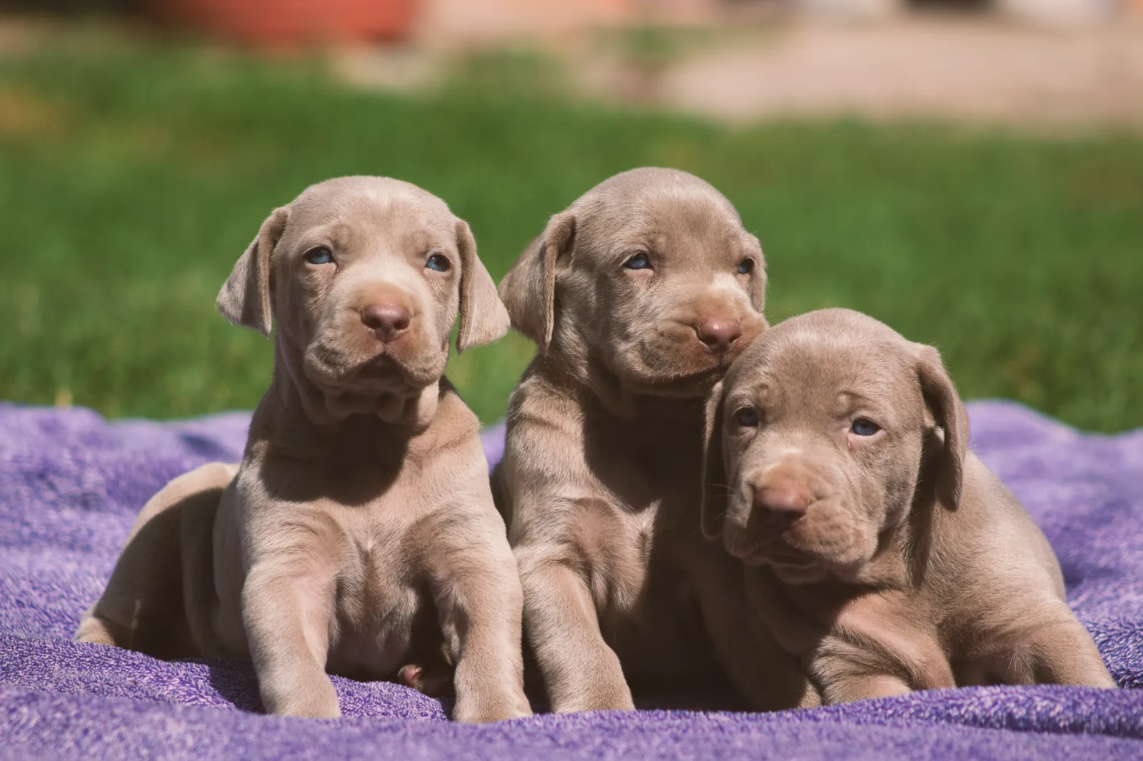 Weimaraner