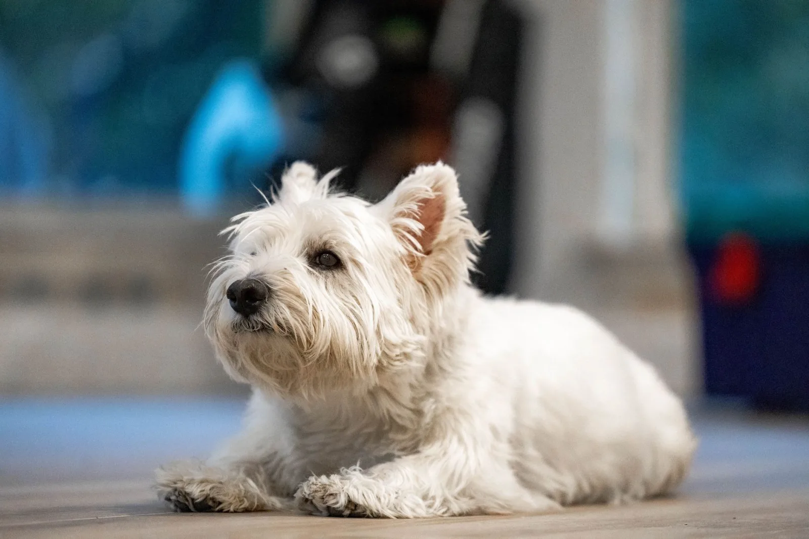 West Highland White Terrier 2