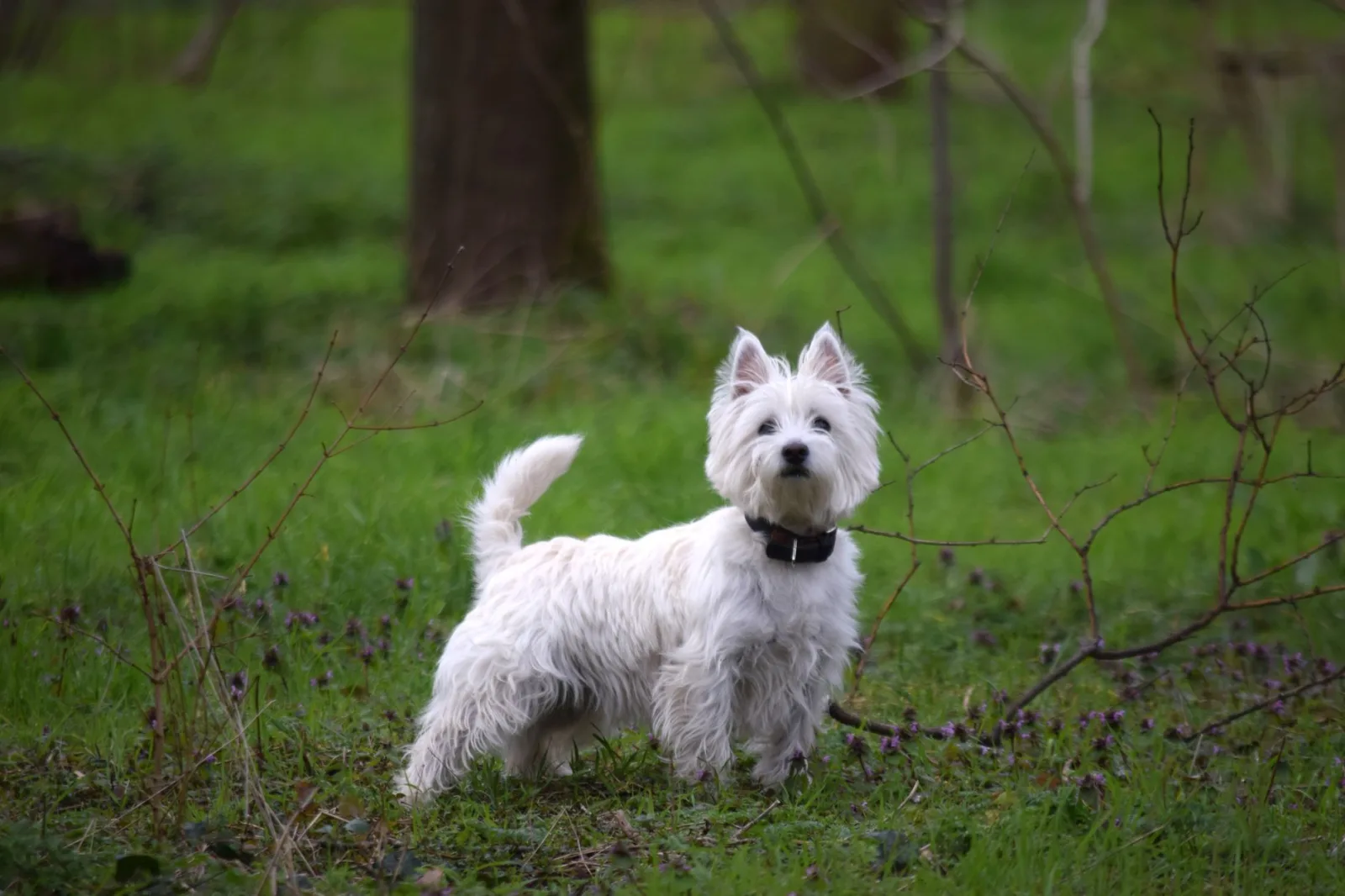 West Highland White Terrier 3