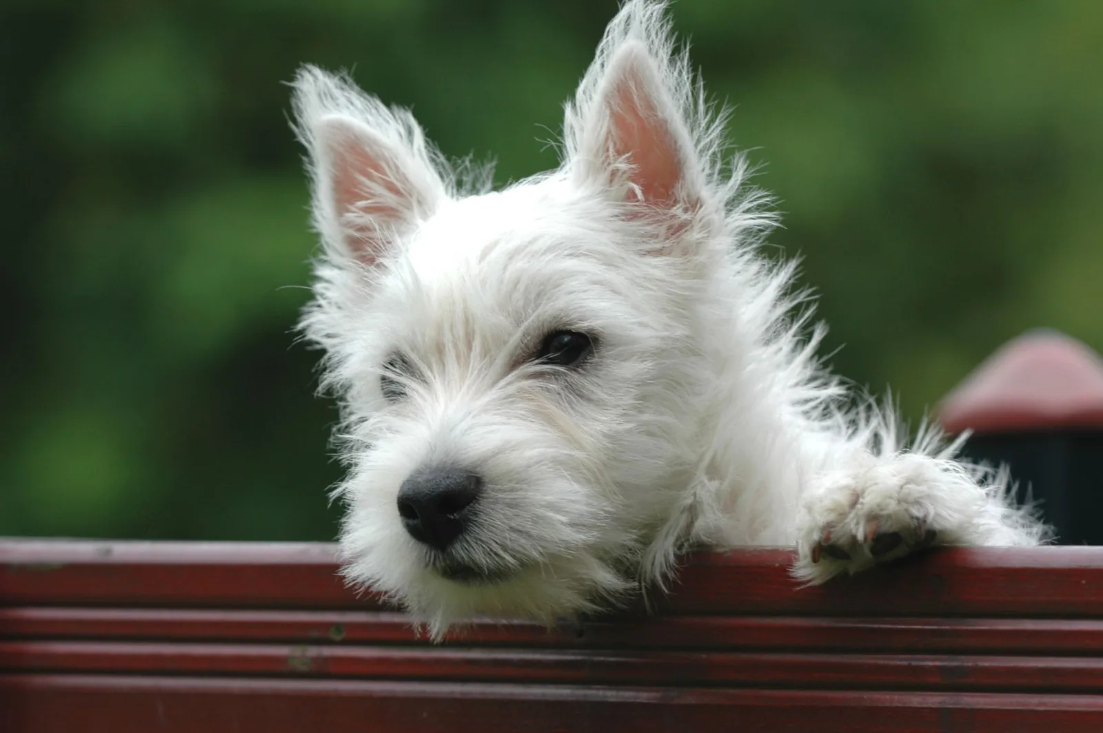 West Highland White Terrier