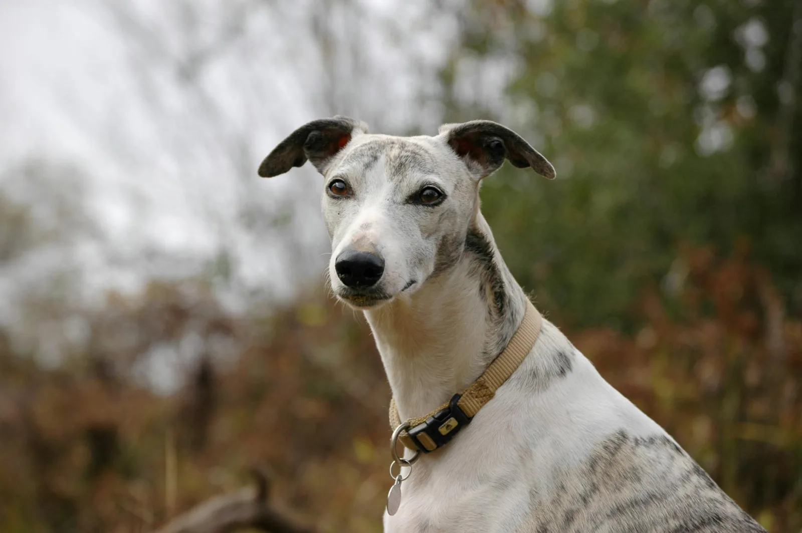 Whippet 2