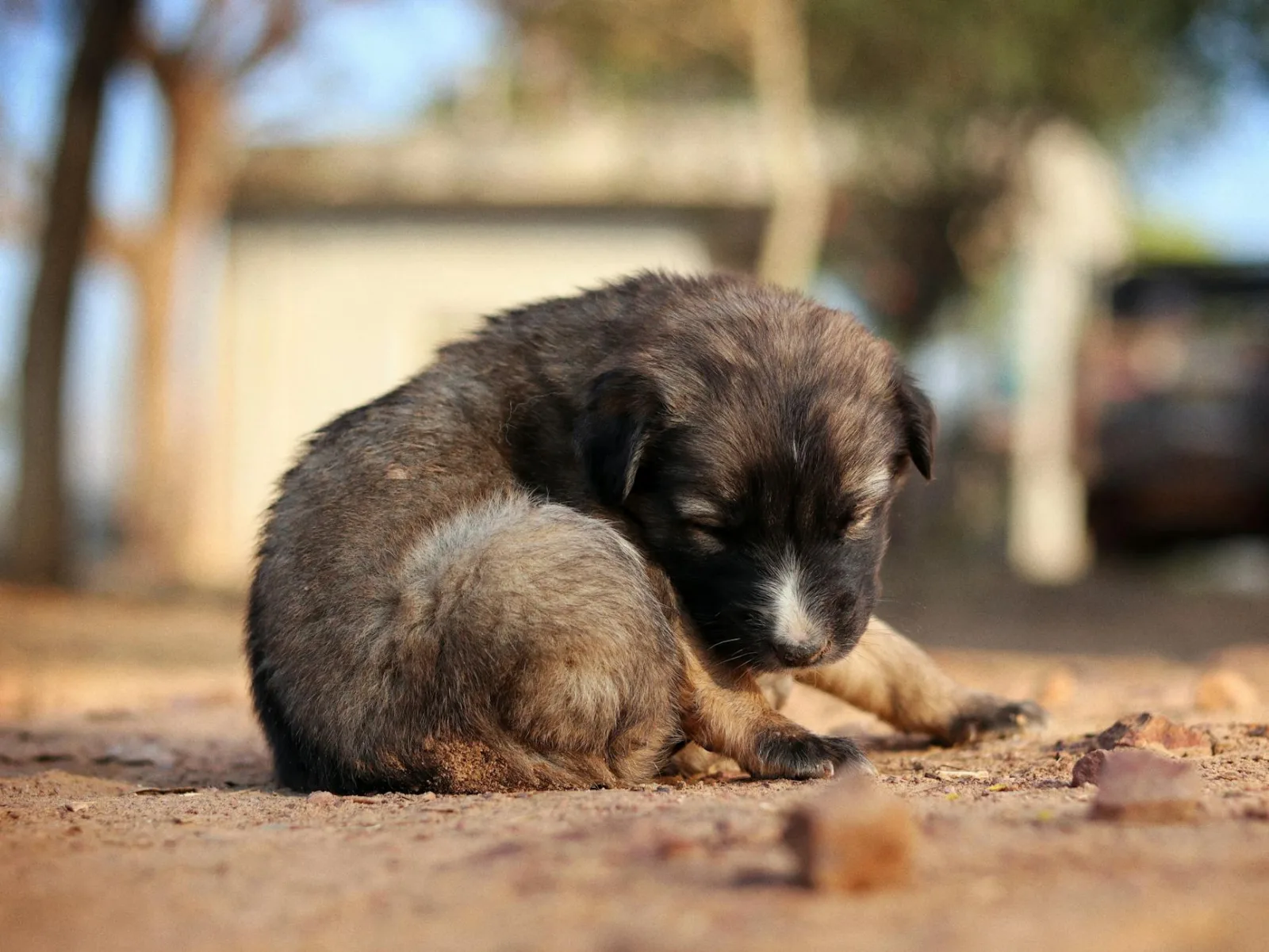 Bakharwal Dog 1