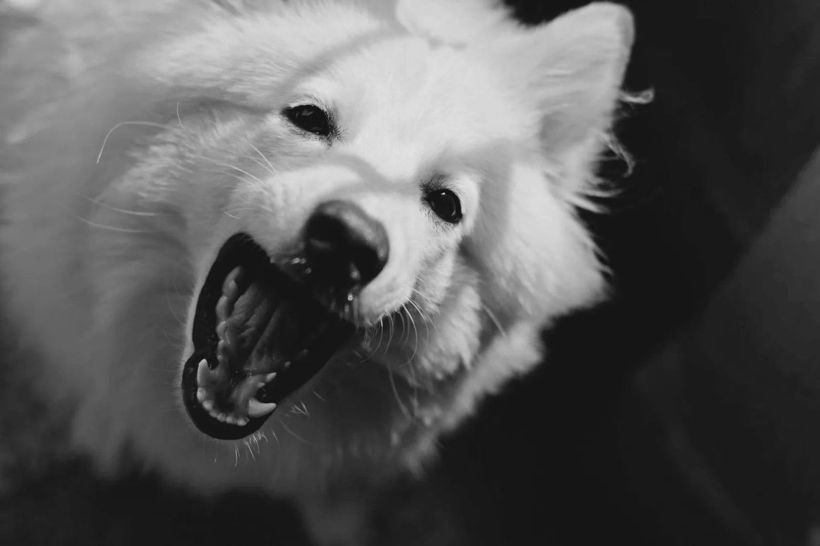 Bakharwal Dog 2