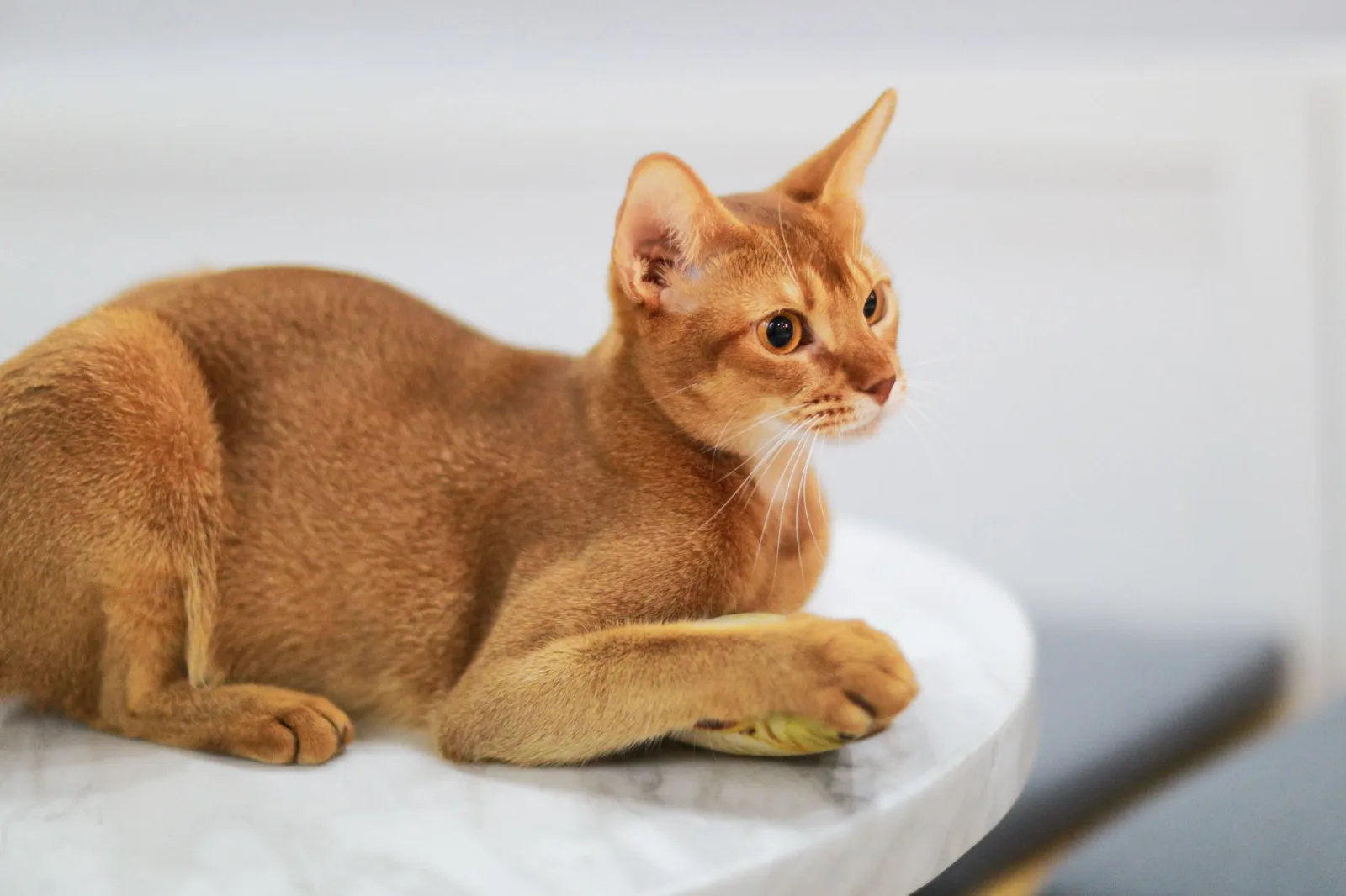 Abyssinian 1