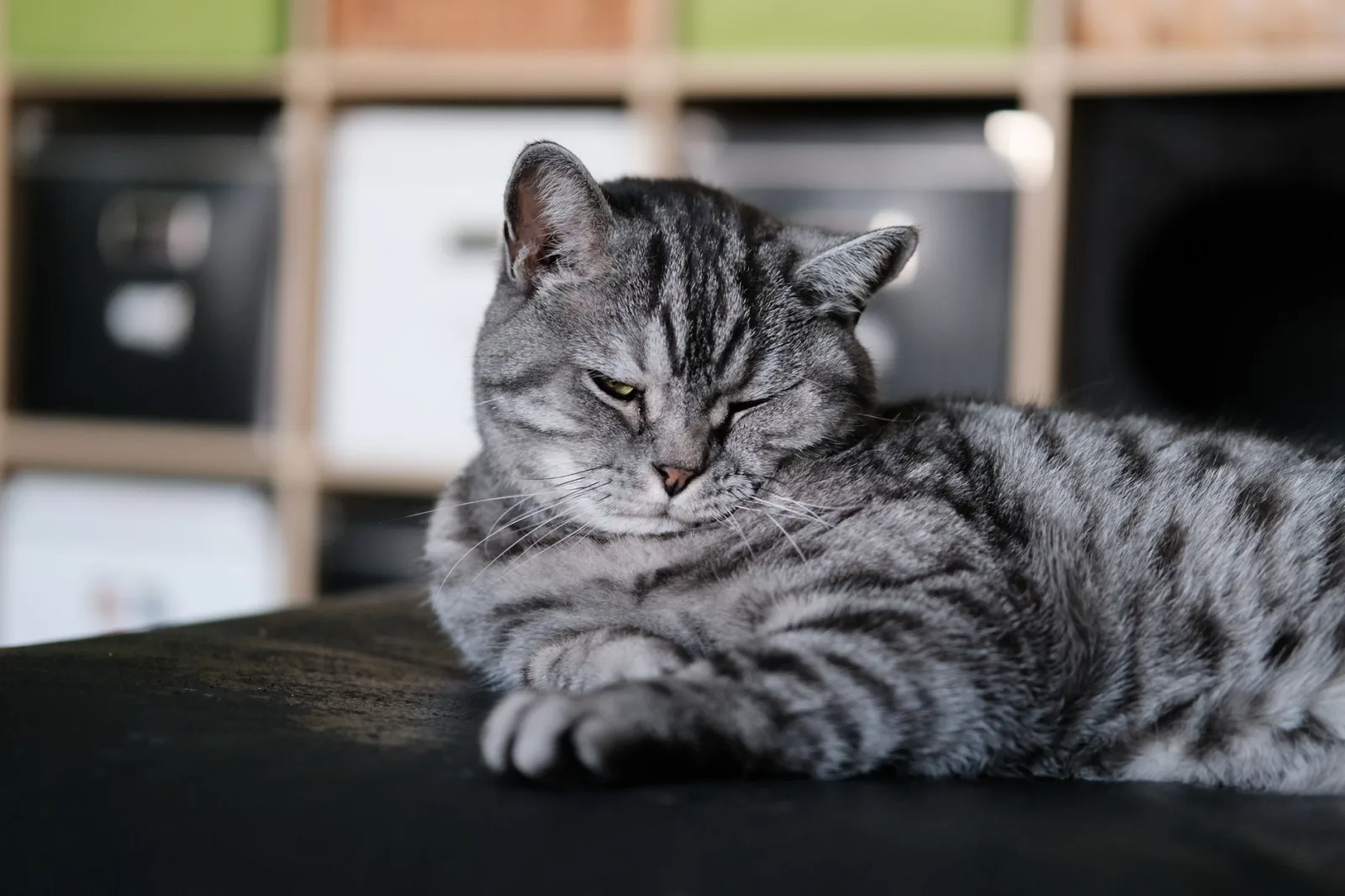 American Shorthair 2