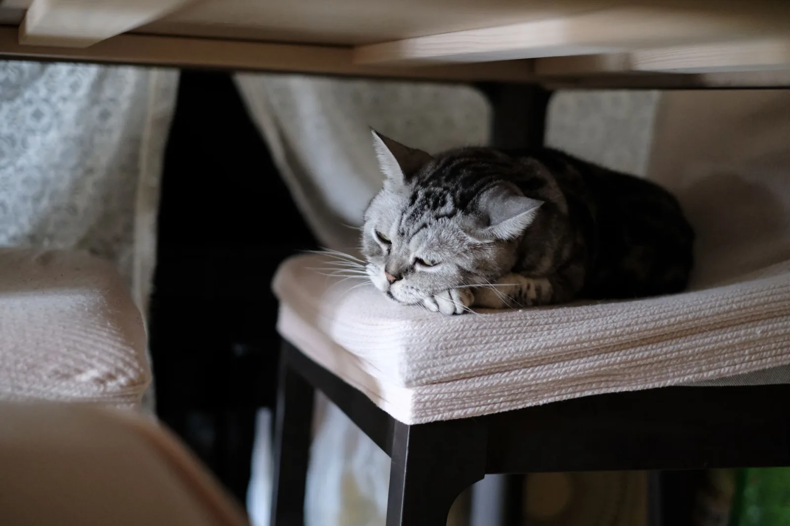 American Shorthair 7
