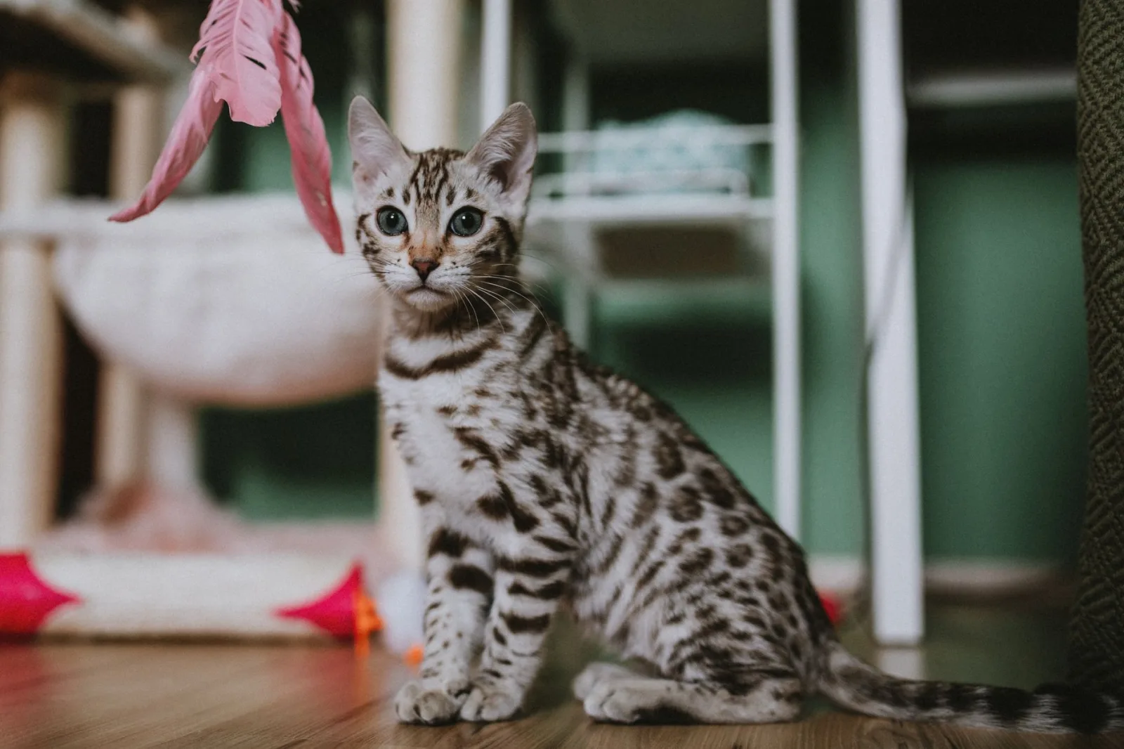 Bengal 1