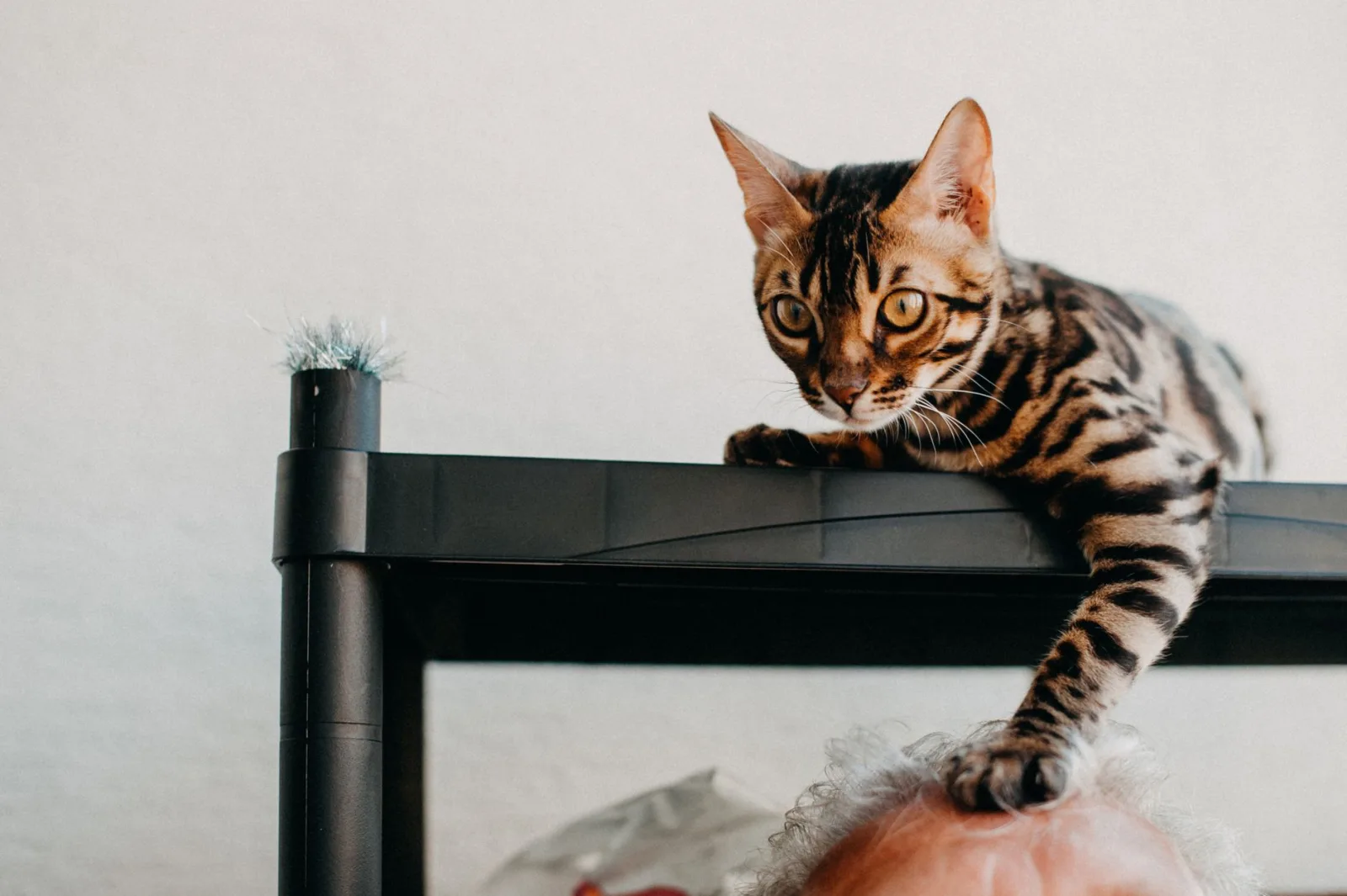 Bengal 5