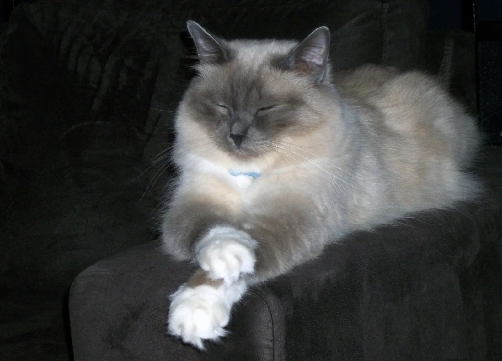 Birman 6