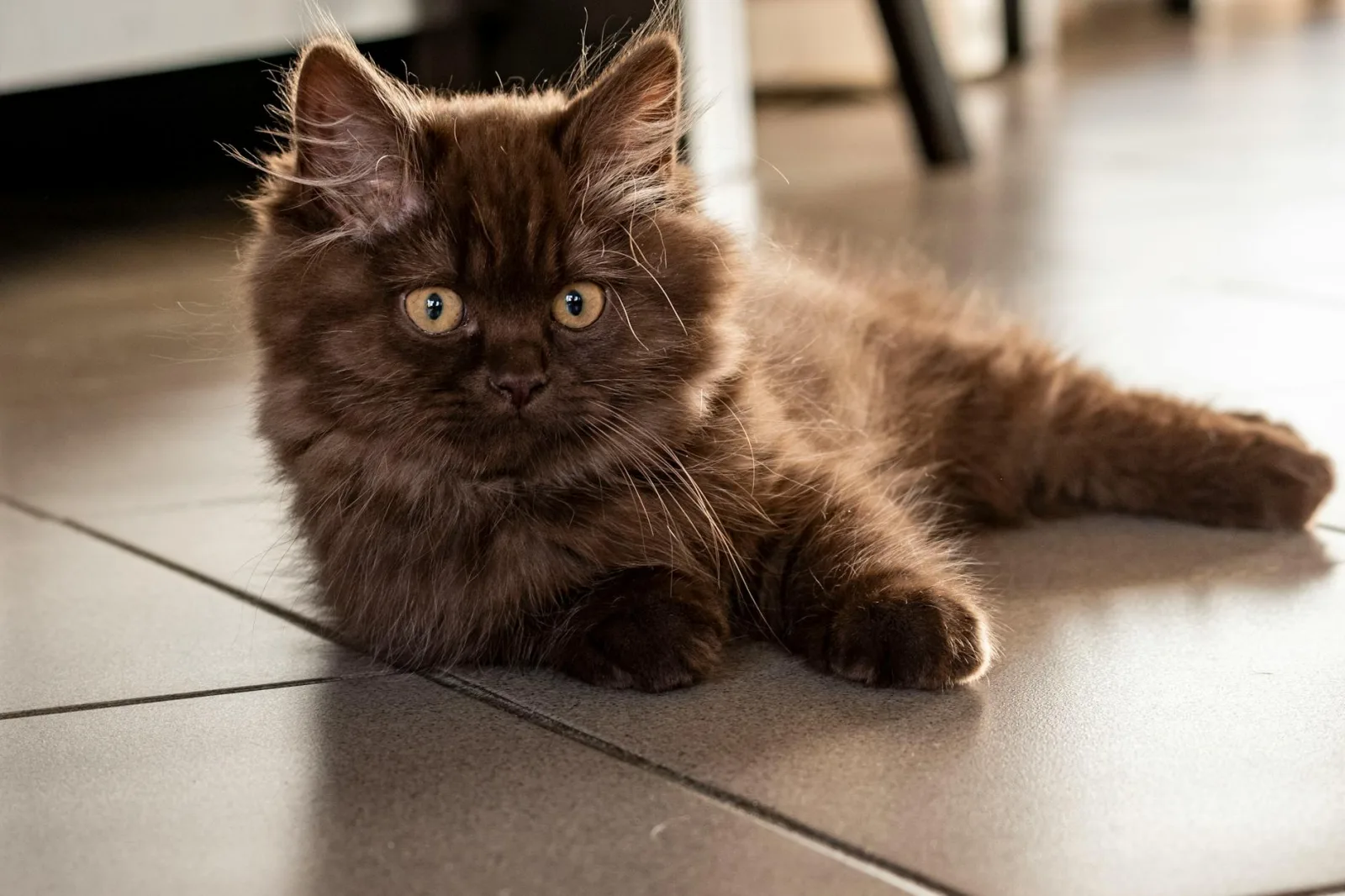 British Longhair 1