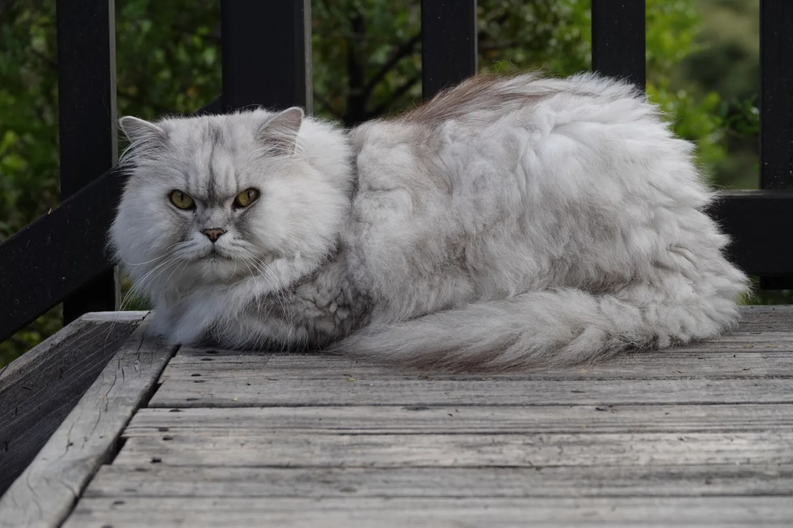 British Longhair 10