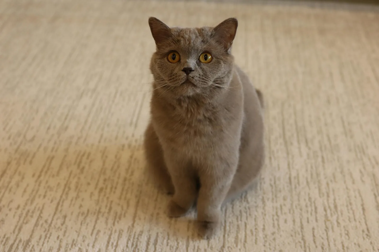 British Shorthair 3
