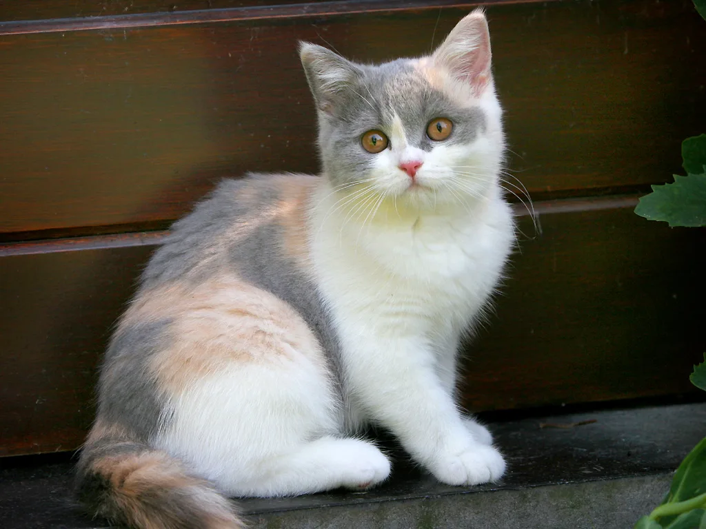 British Shorthair 6