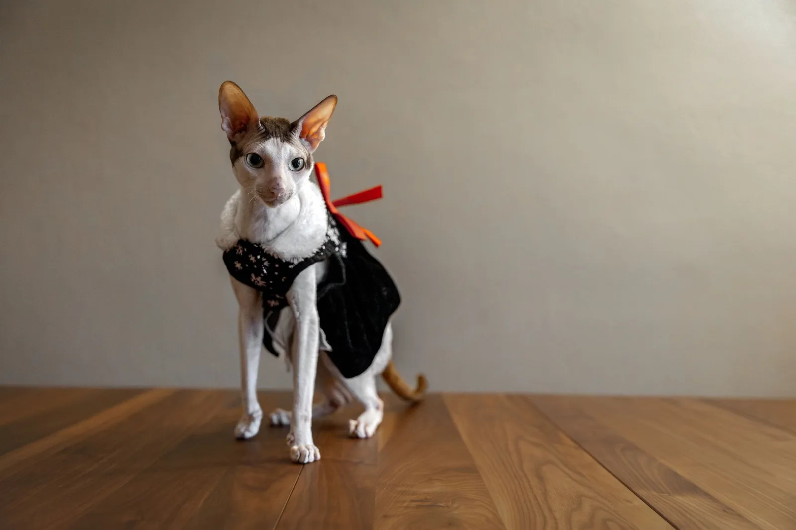 Cornish Rex 1