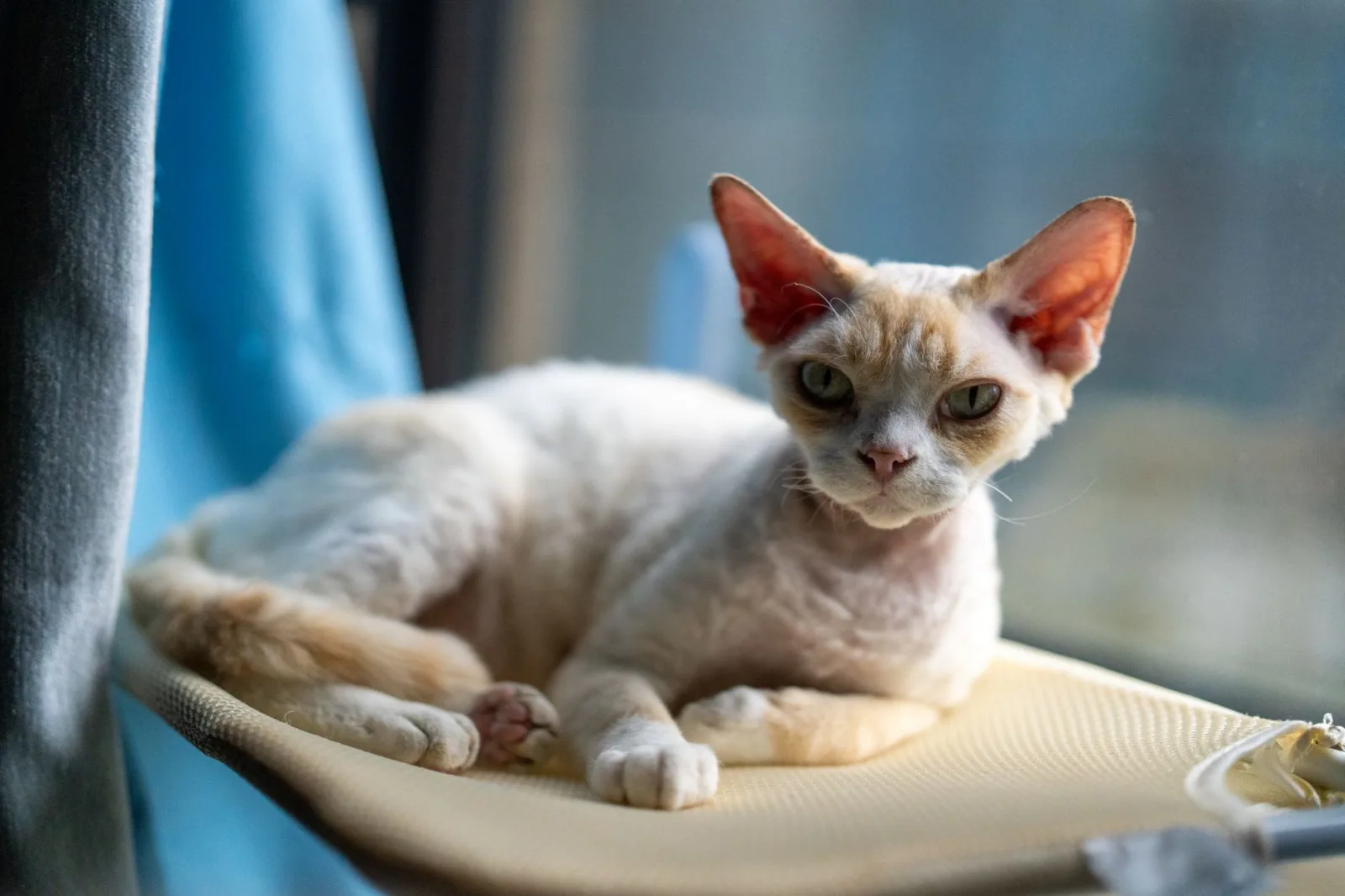 Cornish Rex 6