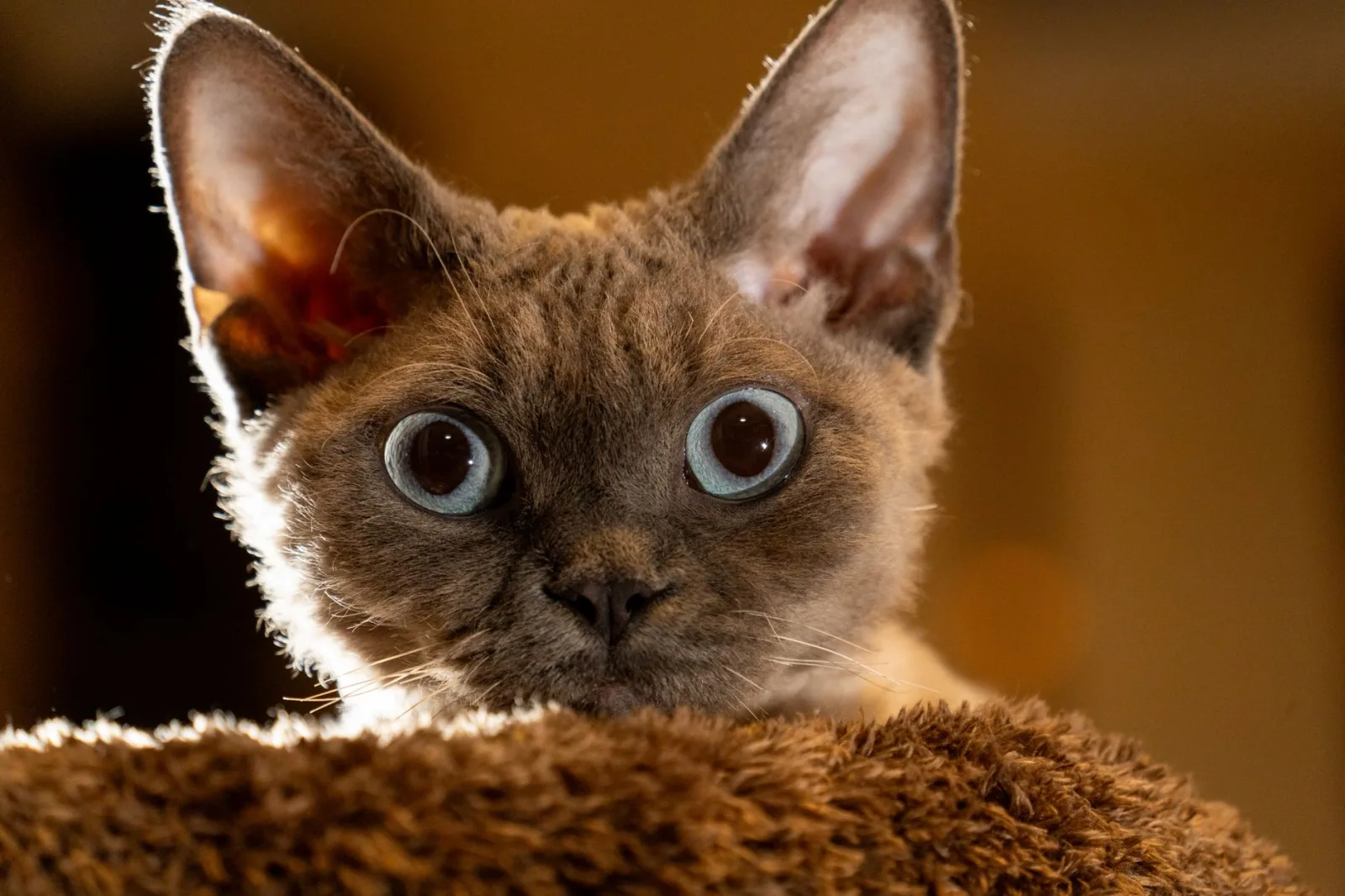 Devon Rex 1