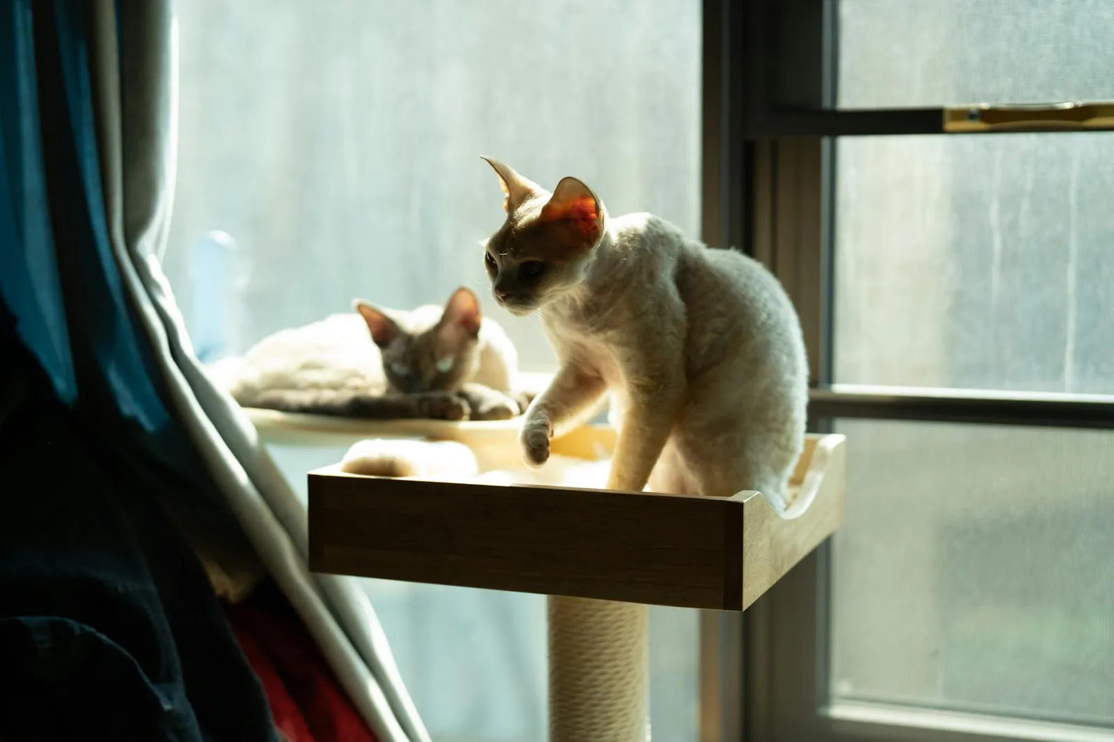 Devon Rex 2